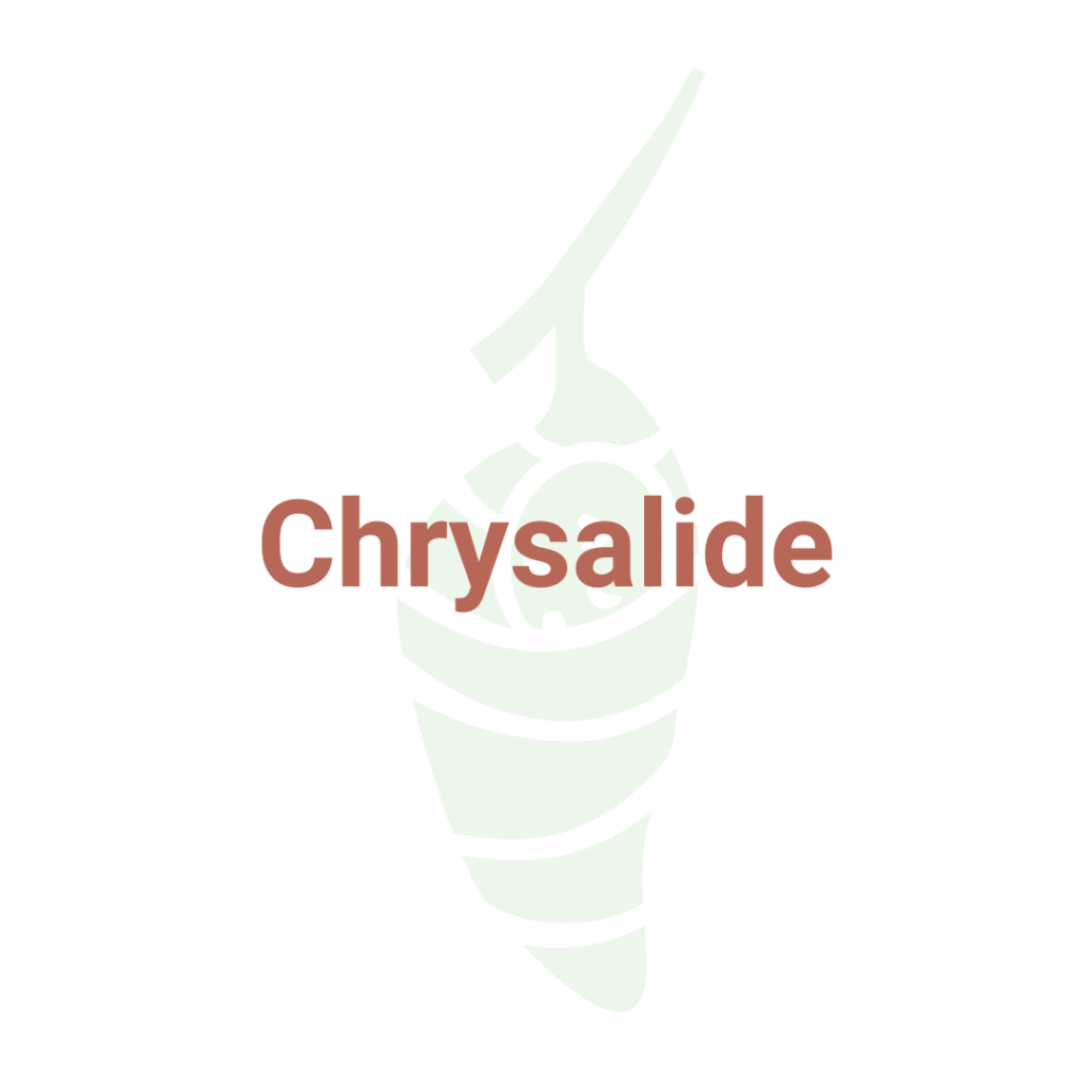 Chrysalide